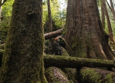 Wall Street’s Fringes Draw IRS Ire Over Green ‘Tax Scam’ Sales