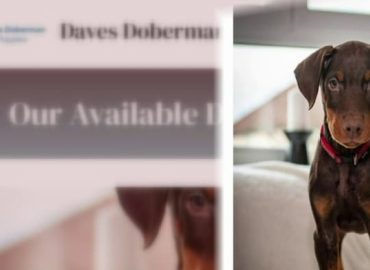 Livonia woman targeted by scammers while trying to purchase puppy