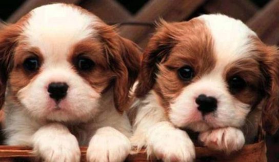 Victorian puppy scam suspect to face court | Whyalla News