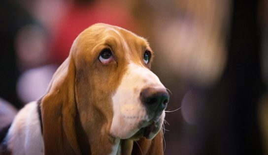 Google sues scammer for ‘puppy fraud’