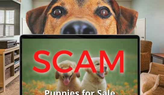 Woman Swindled Out of $600 in Online Dog-Buying Scam, Police Say