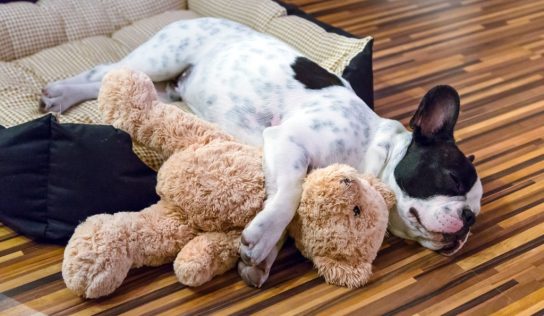 ‘Puppy scams’ exploit COVID pandemic and ‘the joy of pet adoption’