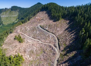 The Looming Crash Facing Down BC’s Forest Industry