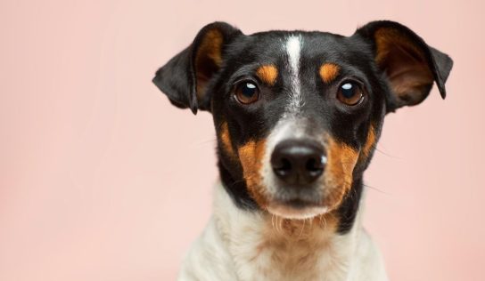 Google is suing an alleged puppy scammer — and says it's just the start – Protocol