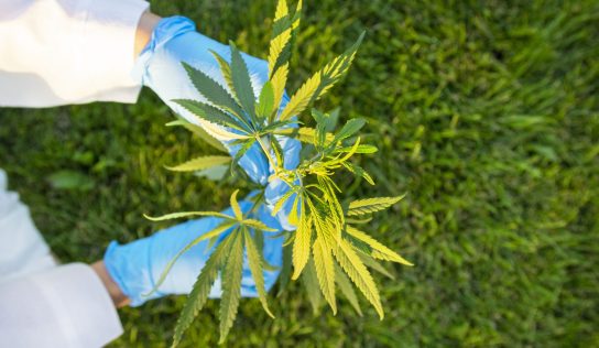 SEC Alleges Ponzi Scheme at Cannabis Co. in New Complaint