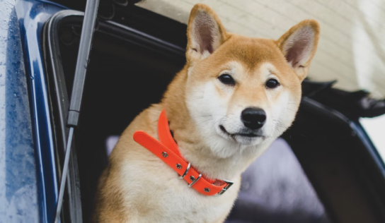 Dogecoin Influencer Matt Wallace’s New Token Crashes 99% Amid Allegations Of Exit Scam