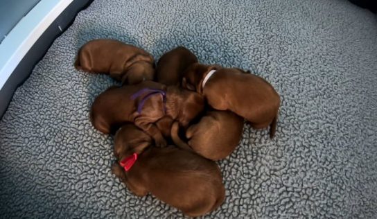 New twist on old puppy scam