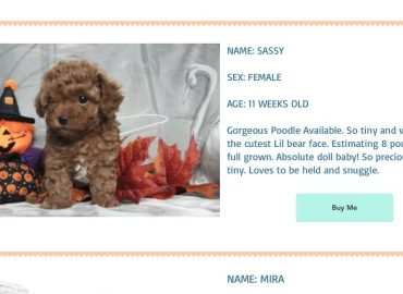 Is it puppy love or a potential scam?