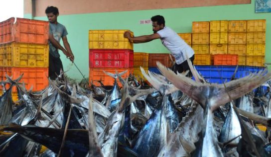 CBI conducts checks in Lakshadweep on Tuna fish export ‘scam’