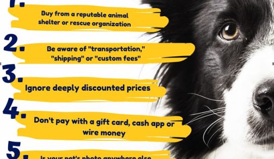Beware of puppy fraud schemes
