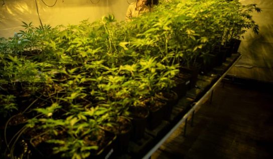Spanish court opens probe into cannabis ‘Ponzi scheme’
