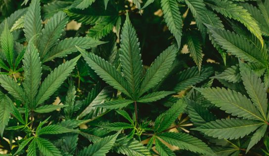 40,000 Spaniards would have suffered the marijuana scam