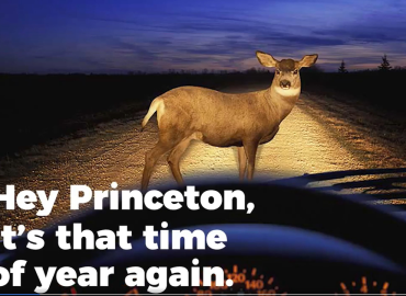 Which Is the Greater Threat? Deer on the Roads or Credit Card Scams? Oh Dear, Princeton Police Have a $33000 Answer – TAPinto.net