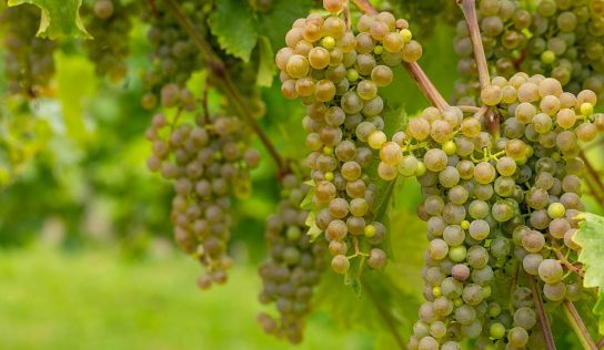 U-of-M Releases Its Newest Cold-Hardy Wine Grape